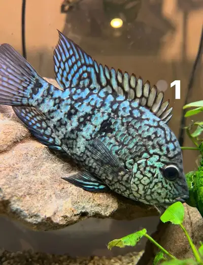 Magnifiques poissons cichlids, View more
