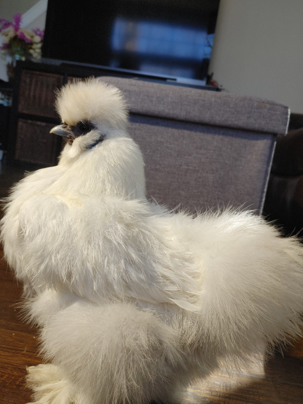 Bearded silkie chicken hatching eggs in Livestock in Winnipeg