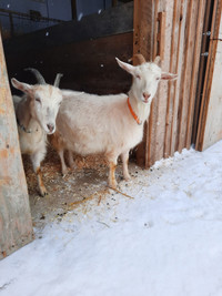 Dairy goats for sale