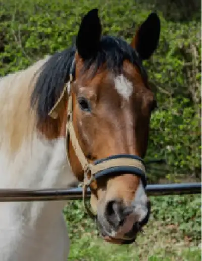 Wanted well broke children's horse, View more