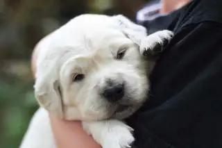 Golden Retreiver- British cream male 7 wk old pup ready now!  in Dogs & Puppies for Rehoming in Windsor Region - Image 6