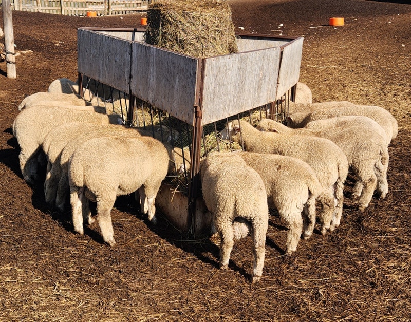 Ile-de-france rams | Livestock | Calgary | Kijiji
