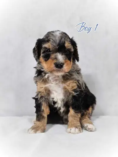 Medium/mini Bernedoodle puppies., View more