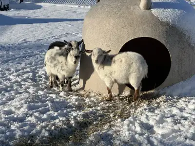 Nigerian Dwarf Goats , View more