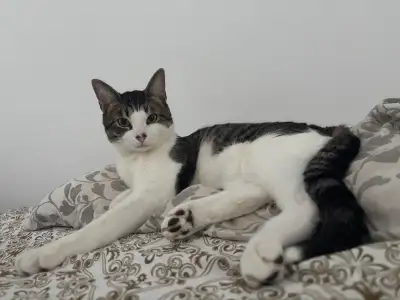Cute cat, View more