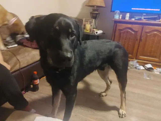 rottie mix free to good home and a pup left  in Dogs & Puppies for Rehoming in Ottawa - Image 6