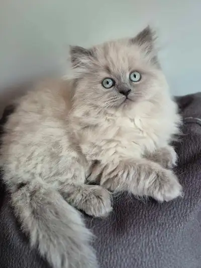 Chaton Himalayen/persan colorpoint, View more