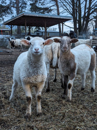 Dorper Katahdin Hair sheep lambs