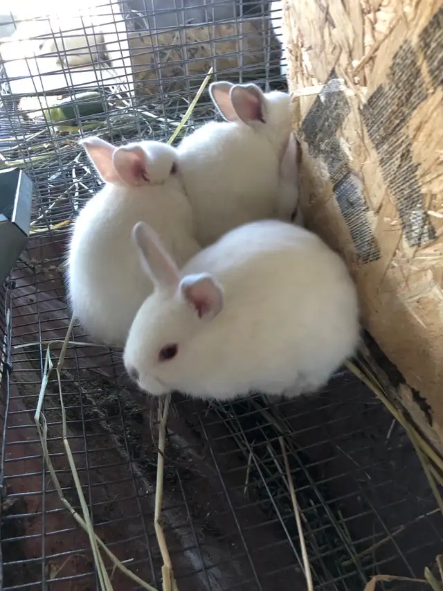 Adorable Pet Rabbits Looking for Their Forever Homes! in Small Animals for Rehoming in Moncton - Image 9