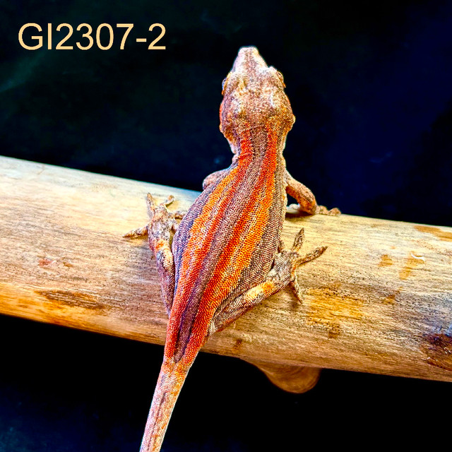 GI2307-2 Gargoyle Gecko in Reptiles & Amphibians for Rehoming in Edmonton - Image 2