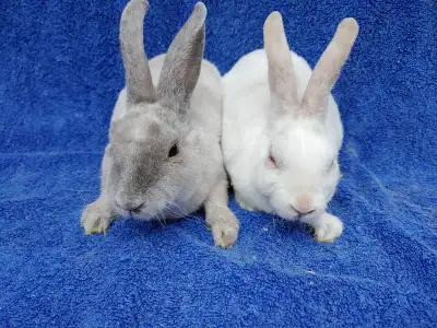 ****Note: for a quicker response, please call or text: 514 779 6726****If the ad is up, bunnies ARE...