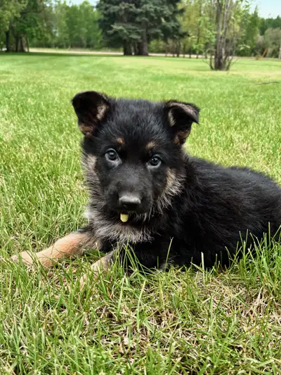 CKC German Shepherd Pups! ONLY 4 Available!