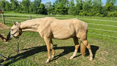 Gorgeous reg'd  Palomino gelding, View more