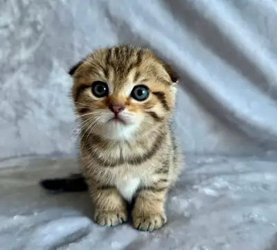 Scottish fold, golden tabby, female, View more
