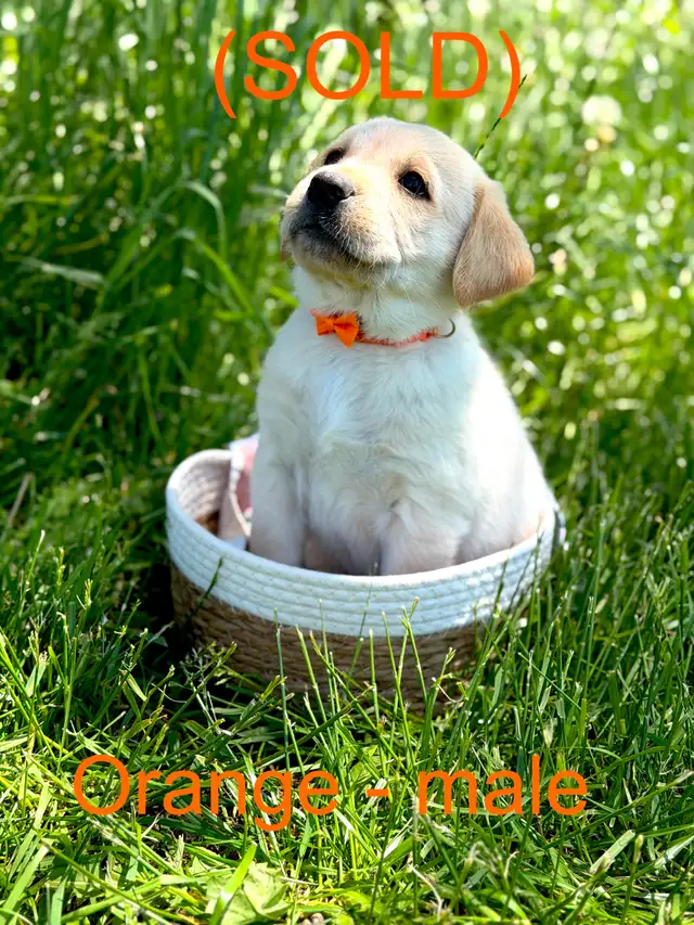 Golden Retriever X Labrador Puppies (SOLD) in Dogs & Puppies for Rehoming in Owen Sound - Image 10