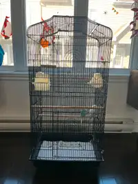 cage plus deux oiseaux
