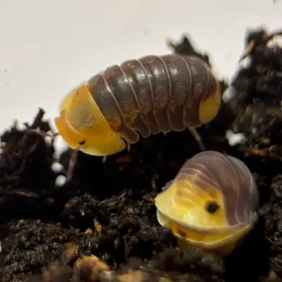 Cubaris sp. “Rubber Ducky” Isopods, View more