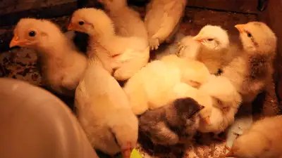 Barn yard Chicks, View more