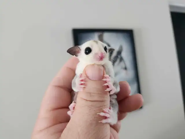 phalangers volants sugar glider  in Small Animals for Rehoming in Lanaudière - Image 10