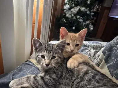 cats to a good home, View more