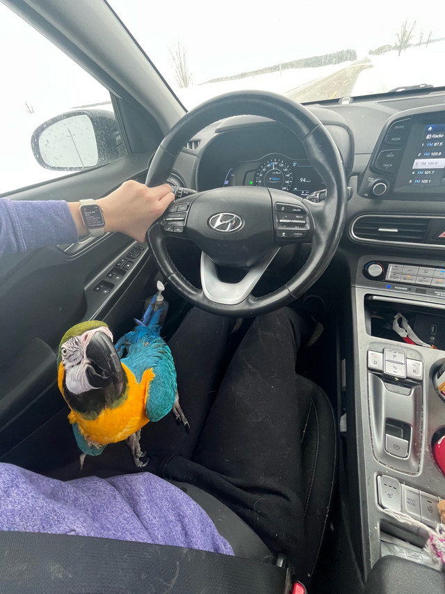 Offering bird sitting and boarding in Animal & Pet Services in Grand Bend - Image 2