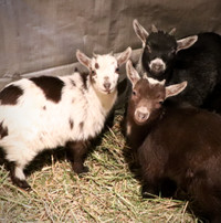 3 Miniature Baby Goats-Ready To Go