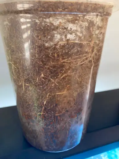 Hydei and Melanogastor Fruit Flies, View more