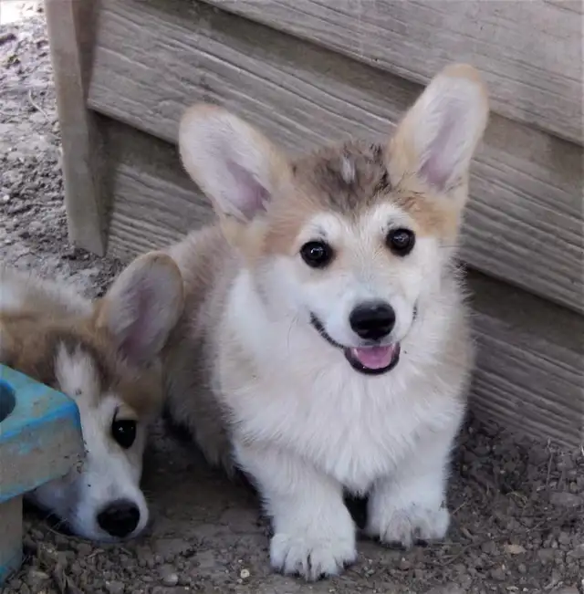 show dog rehome in Dogs & Puppies for Rehoming in Markham / York Region - Image 8