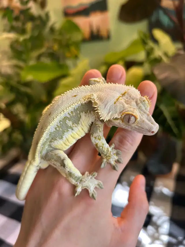 Gecko à Crête male reproducteur lilly white in Reptiles & Amphibians for Rehoming in City of Montréal - Image 5