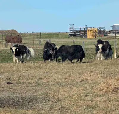 5 year old proven Black Bull $2000 SOLD Yearling Black Bull-$1500 SPP 6 year old Black Mom with 2025...