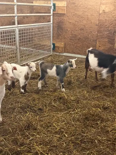 mini goats , View more