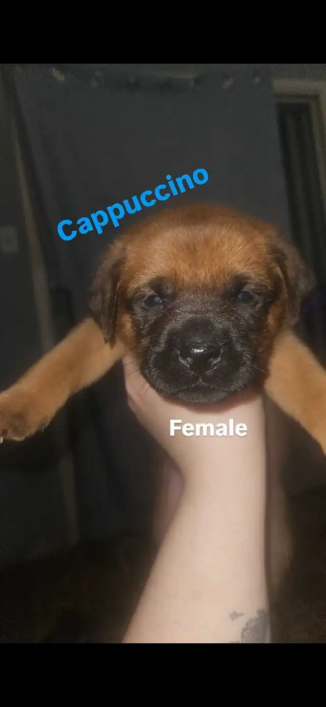 Puppies looking for Furever home in Dogs & Puppies for Rehoming in Hamilton - Image 3