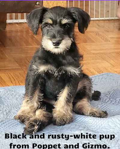 Family-Raised Schnoodles – Intelligent, Loving, Well-Socialized, View more