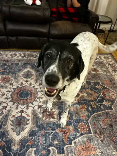 Pointer mix, View more