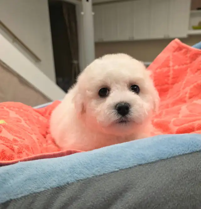 Bichon puppy puppies in Dogs & Puppies for Rehoming in Oshawa / Durham Region - Image 9