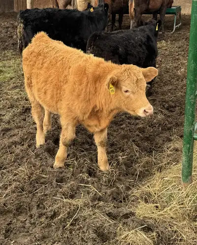 Steer Calf, View more