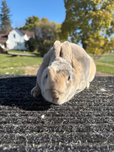 Quality Mini Rex, View more