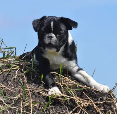 June 11th update: All posted are Available. Two Chinston siblings left from their litter Born Februa...