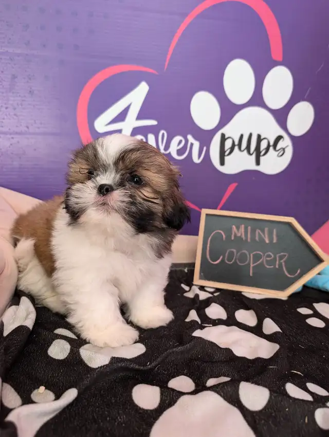 Shih-tzu pure puppies June 29**HYPOALLERGENIC in Dogs & Puppies for Rehoming in West Island - Image 8