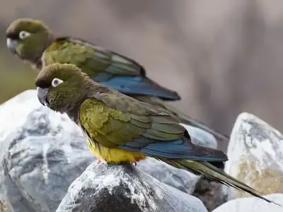 Couple de perroquet de Patagonia (très rare) Burrowing Parrot, View more