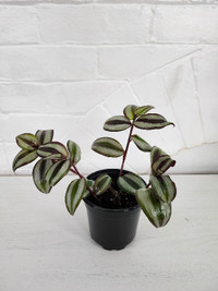 House Plant – Silver Inch Plants