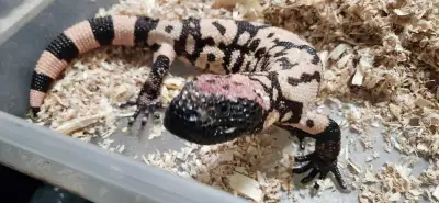 8 y.o. Gila monster , View more