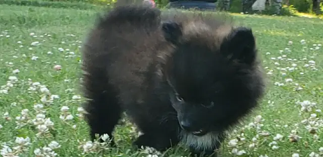 pomeranian male puppy  in Dogs & Puppies for Rehoming in Winnipeg - Image 11