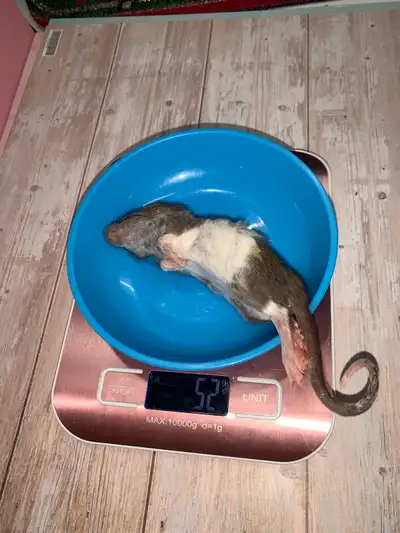 Frozen Feeders 10x Small Rats, View more