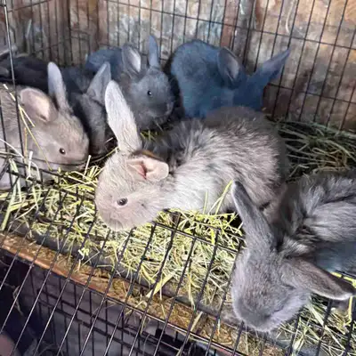 Silver Fox Rabbits , View more