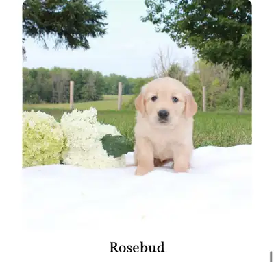 Golden Retrievers, View more