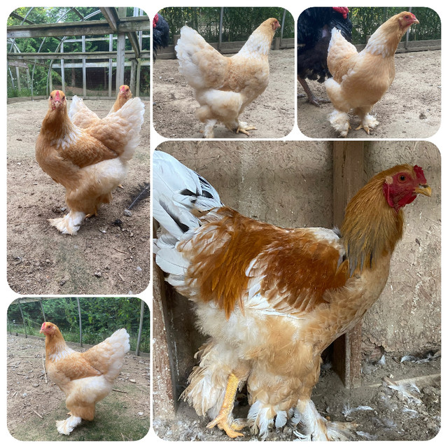 WAITLIST straight run day old Brahma chicks blue buff lemon pyle in Livestock in Oakville / Halton Region - Image 4