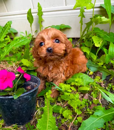TOY red cockapoo puppies (cocker spaniel x toy poodle), View more