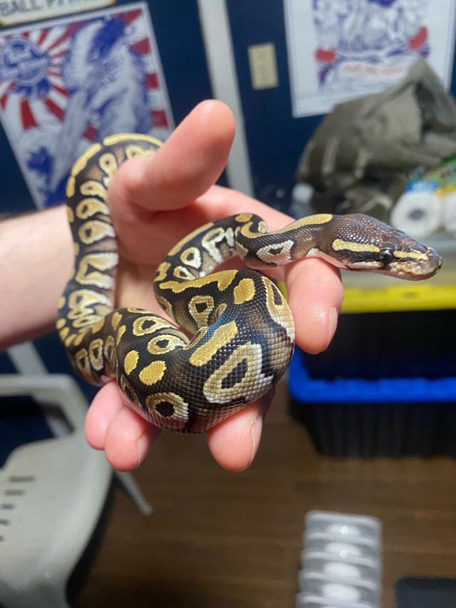 Mojave ball python in Reptiles & Amphibians for Rehoming in Leamington