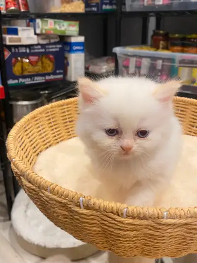 Ragdoll kittens 2 females left., View more